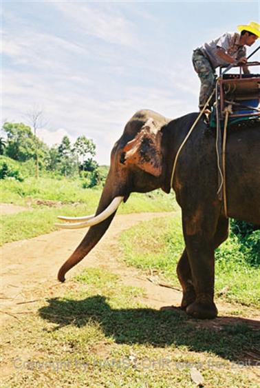 15 Thailand 2002 F1130022 Khao Lak Ausflug Elefantentrekking_478